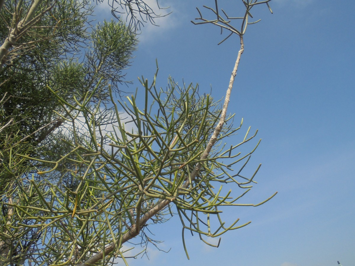 Euphorbia tirucalli L.